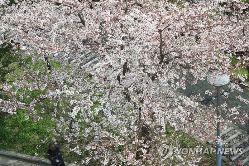 전국 봄꽃 명소·산·관광지에 봄나들이 발길 이어져