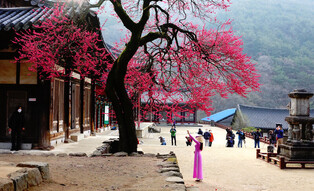 A lady in pink reaches for the Plum blossoms