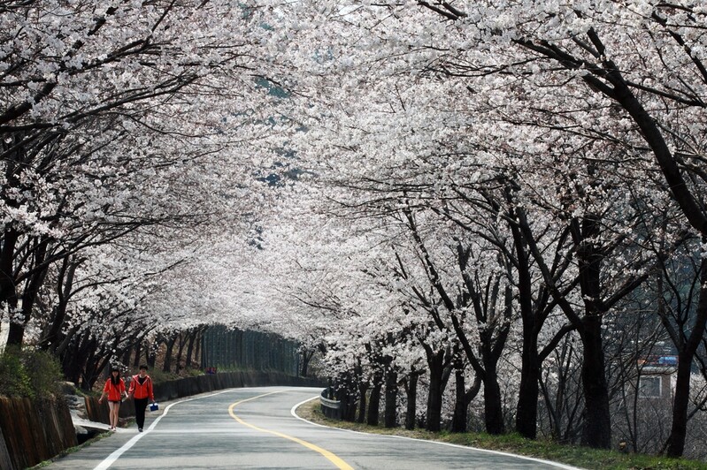 하동군 "십리벚꽃길 꽃핀 모습 실시간으로 확인하세요"