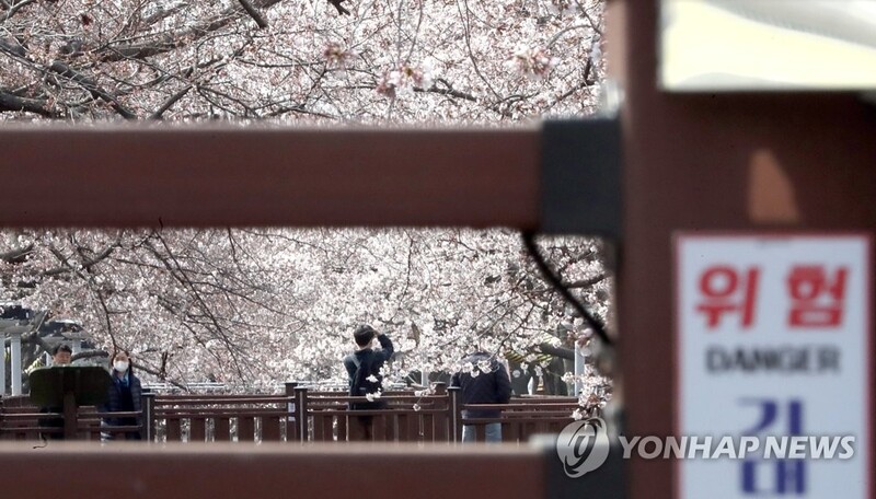 여기저기 꽃망울 터지는데…"상춘객 몰릴라" 방역 '고심'