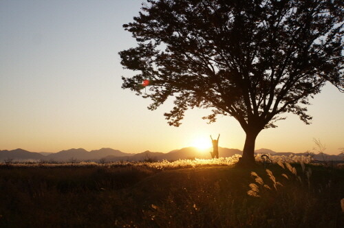 밀양시 하남명품십리길, 노을이 머무는 '나 홀로 나무'