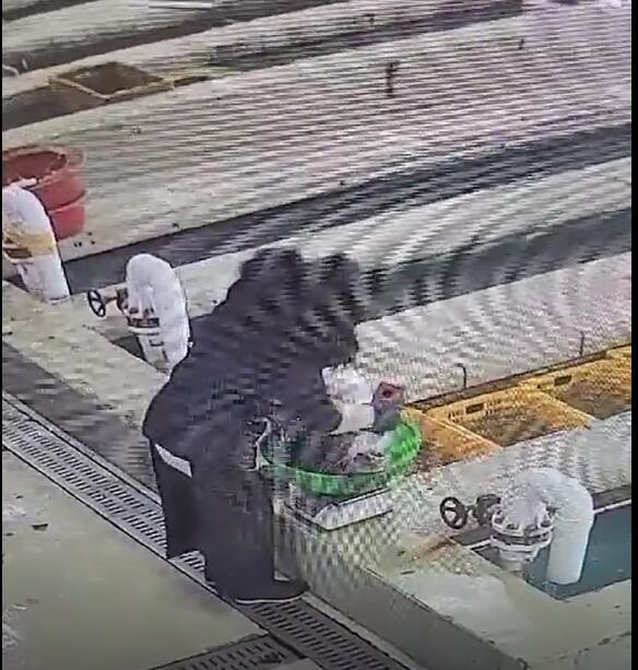 10㎏ 민어가 14㎏로 둔갑…벽돌로 무게 부풀려