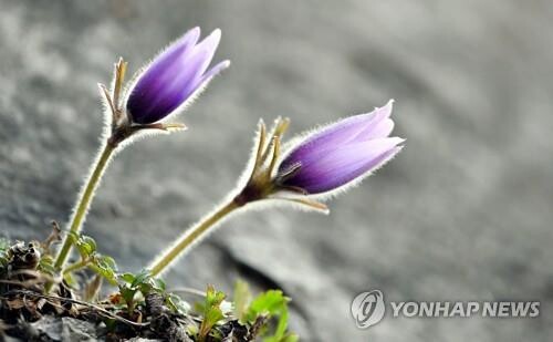 정선 동강할미꽃 '활짝'…코로나 치유의 봄 선사
