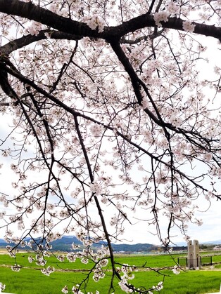 Millennial Kingdom immersed in cherry blossoms