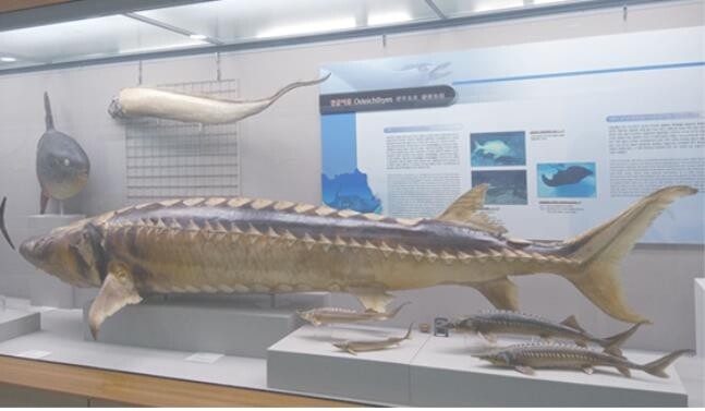 부산 해양자연사박물관 4월 전시품 '철갑상어'