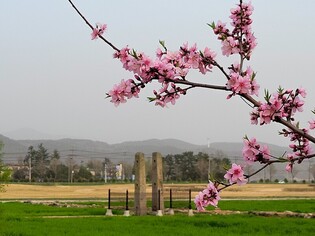 Peach blossoms in the capital of the Millennium Kingdom