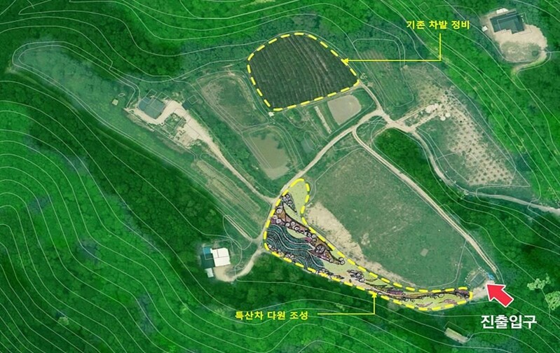 경주 기림사 주변에 신라차 다원 조성