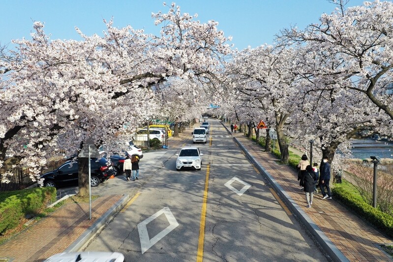 정읍시, 정읍천 벚꽃길 등 팝콘처럼 '팡팡' 분홍빛 벚꽃 '만개'