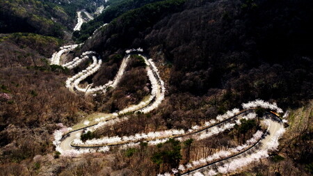 의령군, 자굴산 색소폰도로 벚꽃 절정