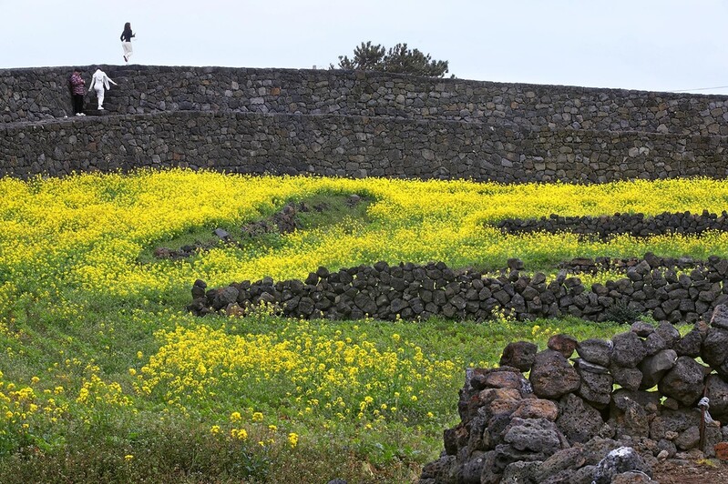 [imazine] 돌담길 따라 ① 바람이 빚은 제주 돌담