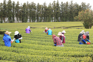 Tea picking