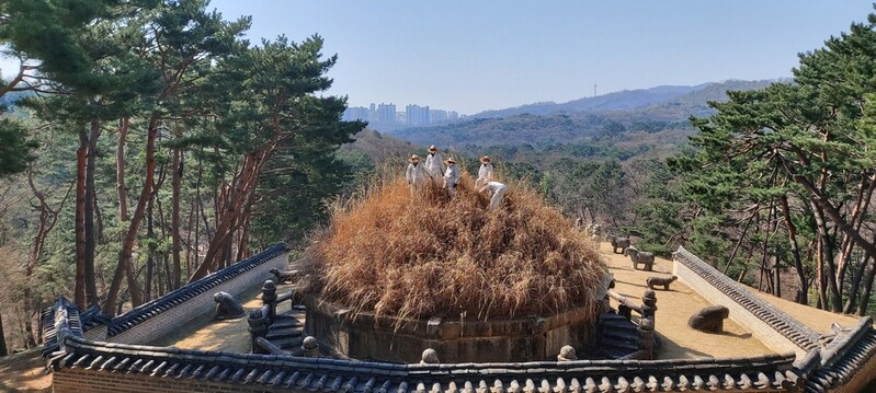 한식날 태조 이성계 건원릉 억새 자른다