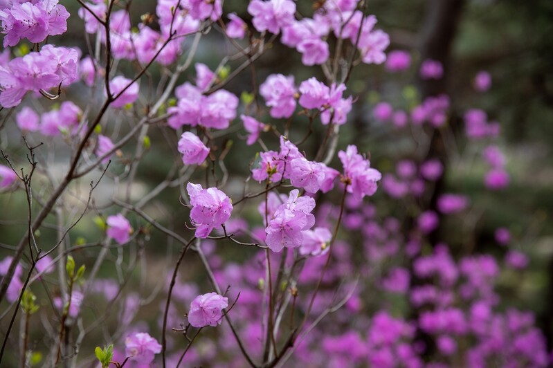 [픽! 괴산] 진달래 만개한 산막이옛길