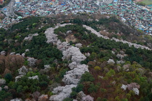 Cherry blossoms outline Namsan to represent spring