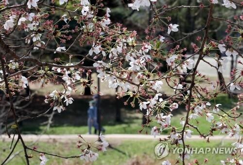 "아쉬운 벚꽃 엔딩" 비바람에 관광지 찾는 상춘객 발길 '뚝'