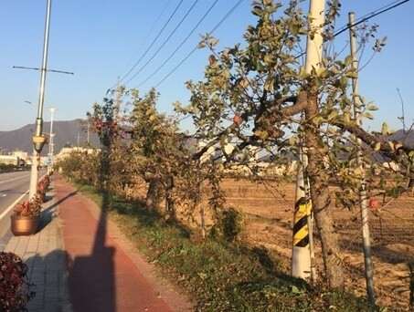 늙고 병든 충주 사과 가로수 다시 심는다…올해부터 순차 교체
