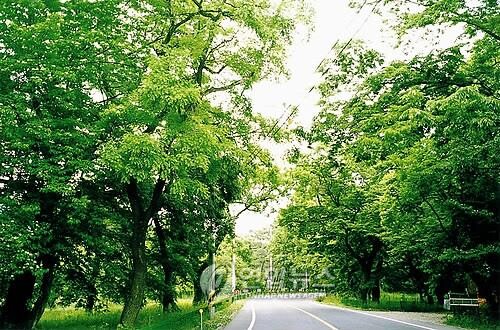 천연기념물 영천 오리장림 복원 본격화