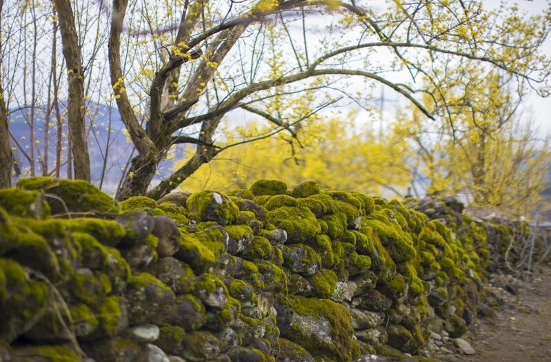 [여기 어때] 三大三美 그리고 三色…구례의 봄