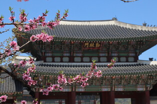 The scent of peach blossom flowers waft through the palace
