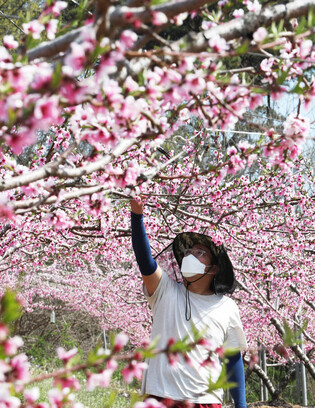 Peach flowers in central S. Korea