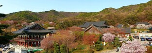 A mountain temple full of spring flowers