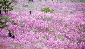 A mountain covered with azaleas