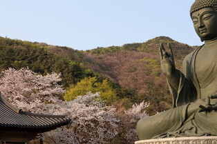 Floral tribute to Buddha