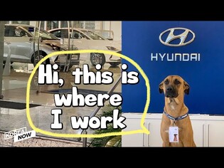 Meet Tucson! Stray dog hired as Hyundai’s car consultant dog