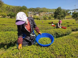 Harvesting tea leaves