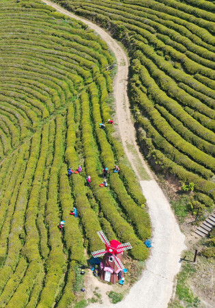Tea picking