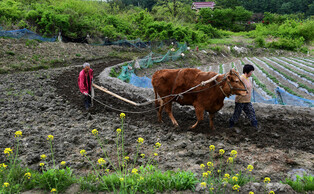 Cattle used as a traditional plowing method on rice paddy fields