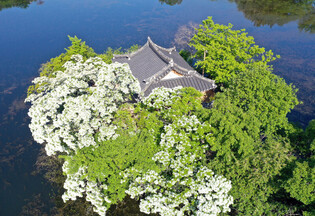 A pavillion sunk in between numerous Fringe trees