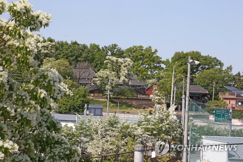 언덕 전체가 하얀 꽃…포항 흥해향교 이팝나무 군락