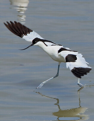 Rare bird hunts fish