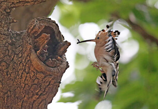 Hoopoe