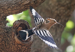 Hoopoe