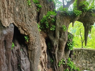 A 500-year-old ginkgo tree