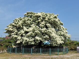 White flowers on the retusa fringe tree blooms like snow