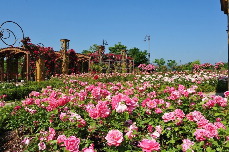 A million roses fully bloomed over the Hanbat Arboretum