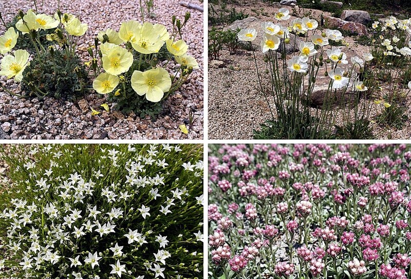 강원 양구 DMZ식물원 북방계 전시원 3주간 특별 개방