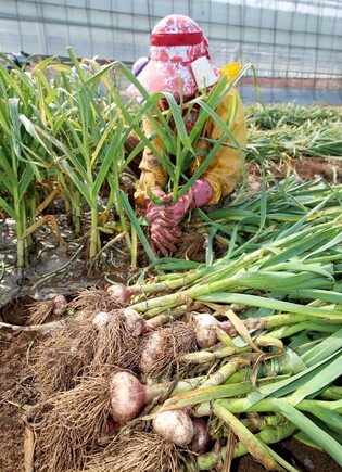 Harvesting garlic