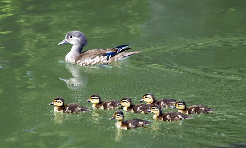 A family of Mandarin ducks swim across the pond