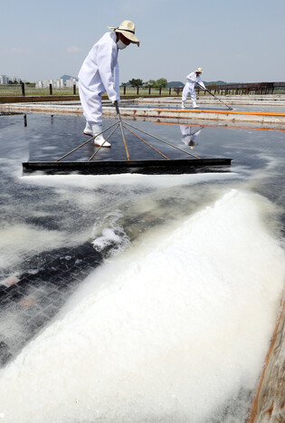 Harvesting sun-dried salt