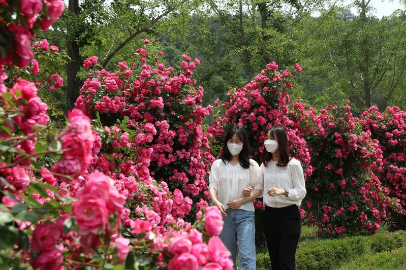 Nogeunri Peace Park colored with bright roses