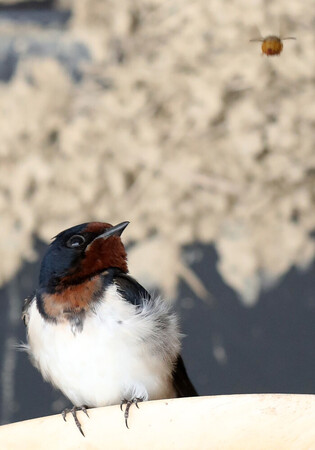 Swallow stares at prey
