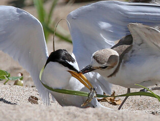 Sea birds fight