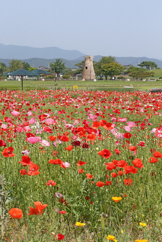 Field of poppy flowers in ancient city