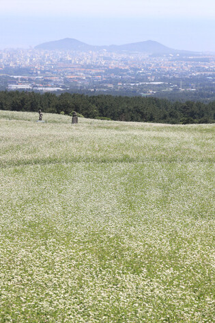 Buckwheat flowers in bloom