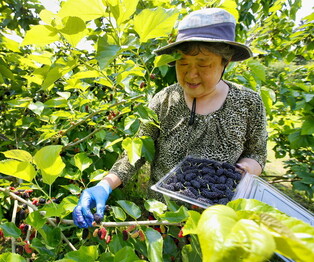 Mulberry harvesting