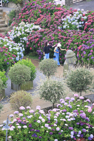 Hydrangeas in full bloom